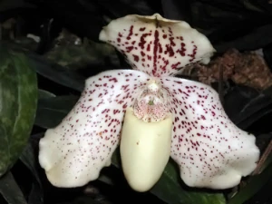 Bild von Paphiopedilum godefroyae 4